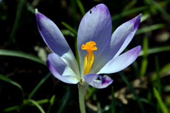Картинка цветы крокусы крокус макро цветок