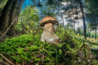 Картинка природа грибы боровик мох лес