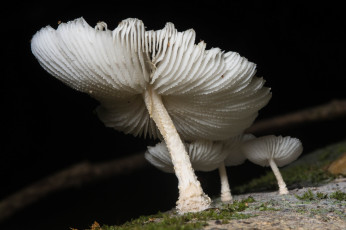 Картинка природа грибы макро