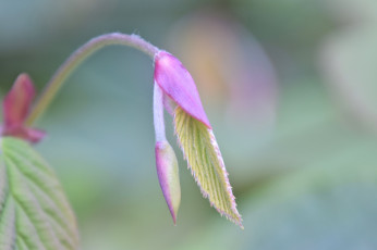 Картинка природа макро фон