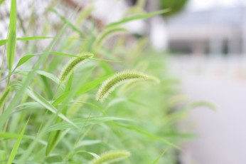 Картинка природа макро колоски трава