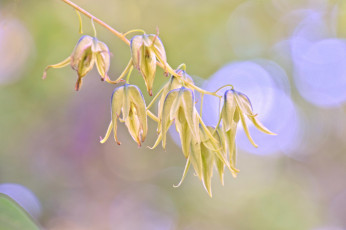 Картинка природа макро растение