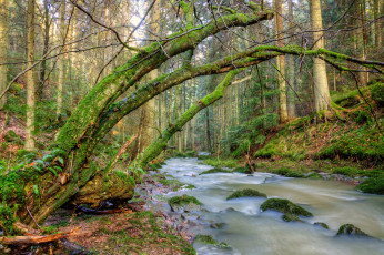 Картинка природа реки озера лес река