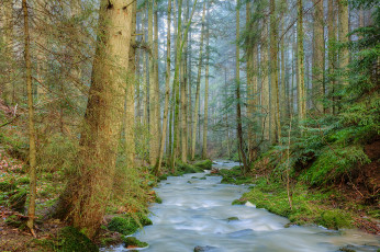 Картинка природа реки озера река лес