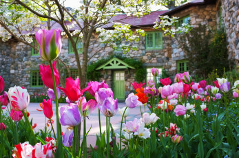 Картинка цветы тюльпаны весна клумба