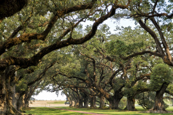 Картинка природа деревья дубы тропинка