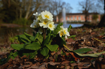 Картинка цветы примулы жёлтые кустик весна