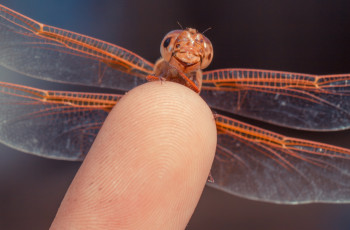 Картинка животные стрекозы глаза палец макро стрекоза крылья
