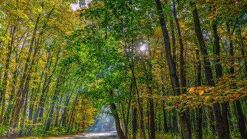 Картинка природа дороги лес дорога