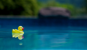 Картинка разное игрушки вода игрушка утка