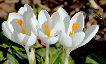 Картинка цветы крокусы макро пчела насекомые весна белые