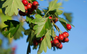 Картинка природа Ягоды