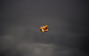 Картинка природа листья вода лист