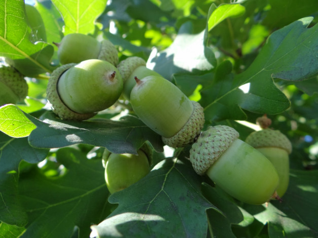 Обои картинки фото природа, шишки,  жёлуди,  каштаны, дуб, листья, жёлуди