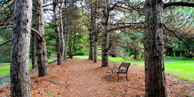 Обои картинки фото природа, парк, аллея, сосны, скамейка