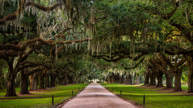 Обои картинки фото природа, дороги, дорожка, дубы