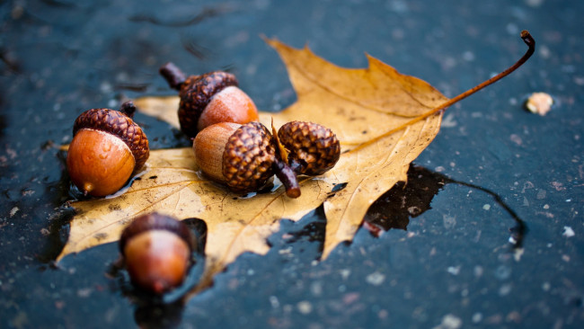 Обои картинки фото природа, шишки,  жёлуди,  каштаны, листья, жолуди