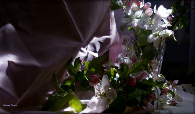 Обои картинки фото цветы, цветущие деревья ,  кустарники, тюль, натюрморт