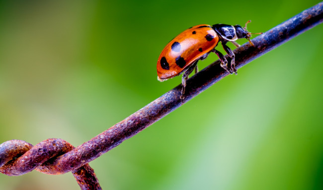 Обои картинки фото животные, божьи коровки, макро, насекомое, божья, коровка, цвет, ярко