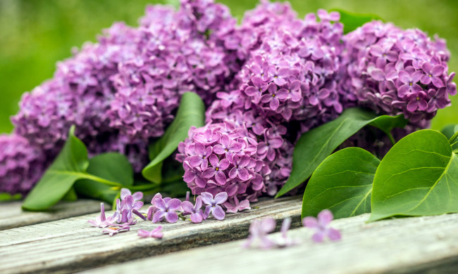 Обои картинки фото цветы, сирень, лепестки