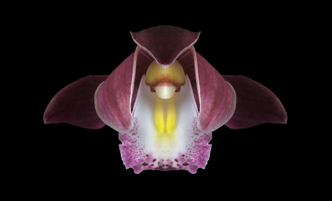 Обои картинки фото цветы, орхидеи, фон, чёрный, орхидея, цветок