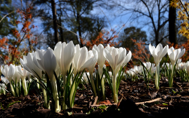 Обои картинки фото цветы, крокусы, весна