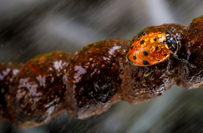 Обои картинки фото животные, божьи коровки, макро, насекомое, божья, коровка, цвет, ярко