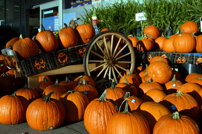 Обои картинки фото еда, тыква, много