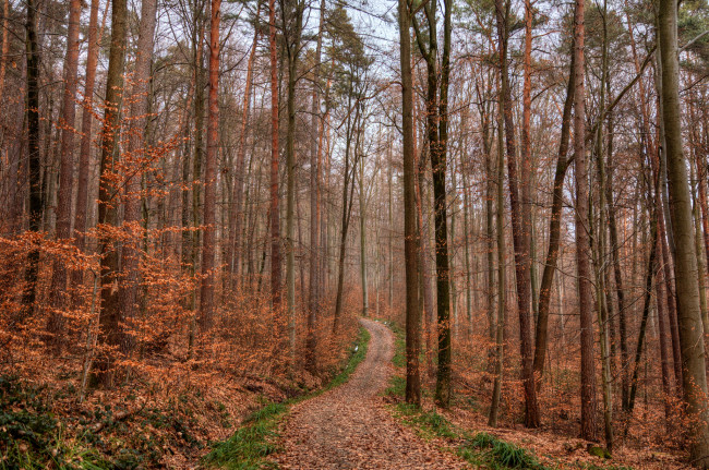 Обои картинки фото природа, дороги, сосны, осень, листва, тропинка