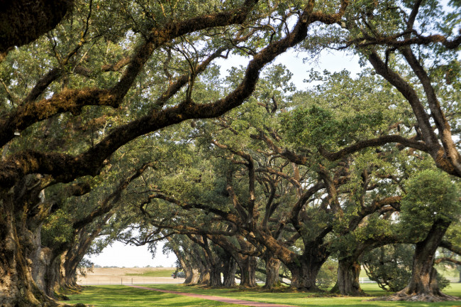 Обои картинки фото природа, деревья, дубы, тропинка