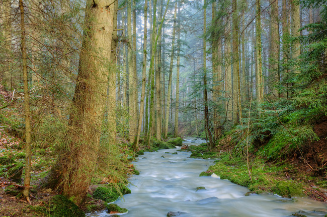 Обои картинки фото природа, реки, озера, река, лес