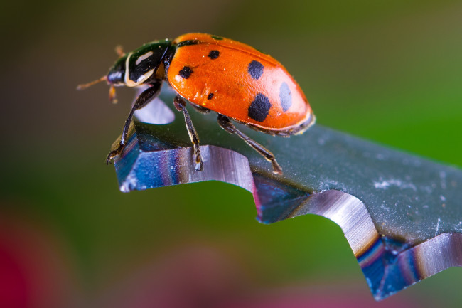 Обои картинки фото животные, божьи коровки, макро, насекомое, божья, коровка, цвет, ярко