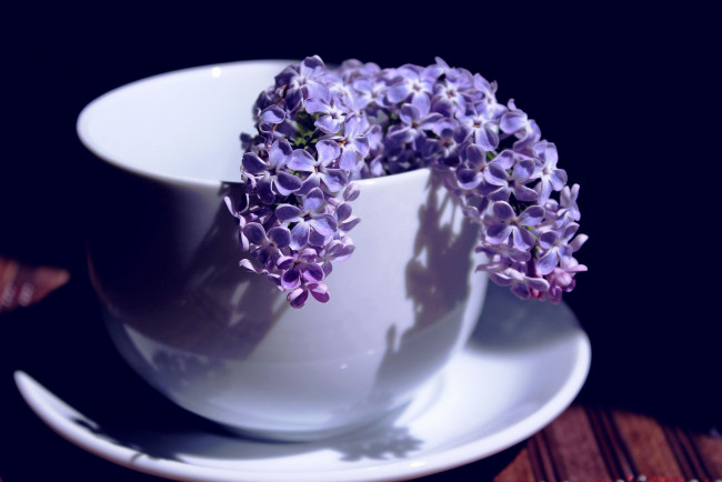 Обои картинки фото цветы, сирень, ветка, чашка