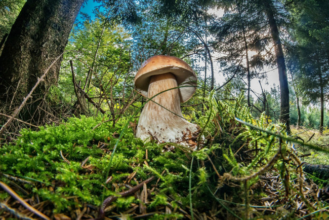 Обои картинки фото природа, грибы, боровик, мох, лес