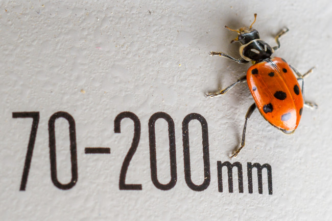 Обои картинки фото животные, божьи коровки, макро, насекомое, божья, коровка, цвет, ярко