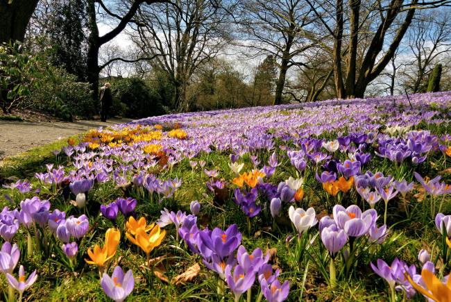 Обои картинки фото природа, луга, поляна, цветы