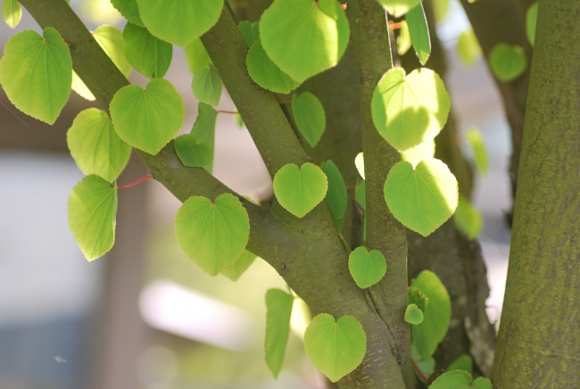 Обои картинки фото природа, листья, ствол, дерево