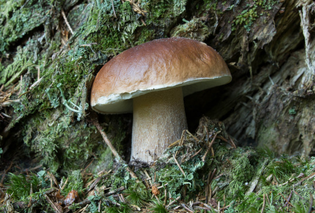 Обои картинки фото природа, грибы, белый