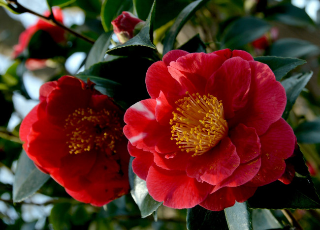 Обои картинки фото цветы, камелии, красная, камелия