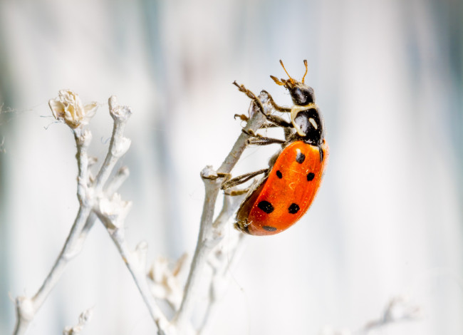 Обои картинки фото животные, божьи коровки, макро, насекомое, божья, коровка, цвет, ярко