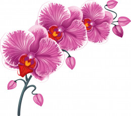 обоя векторная графика, цветы , flowers, цветы