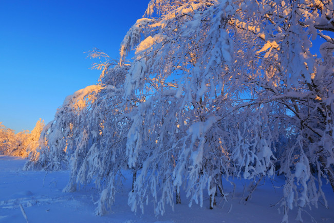 Обои картинки фото природа, зима, деревья, снег
