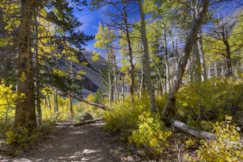 Картинка природа лес простор