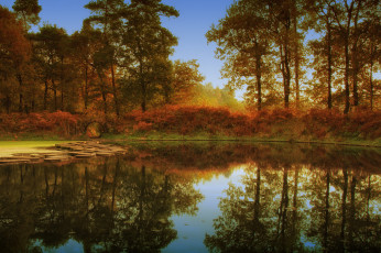 Картинка природа реки озера лес река