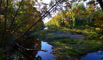 Картинка природа реки озера лес река