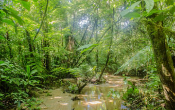 Картинка природа реки озера лес река