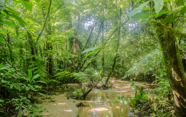 Обои картинки фото природа, реки, озера, лес, река