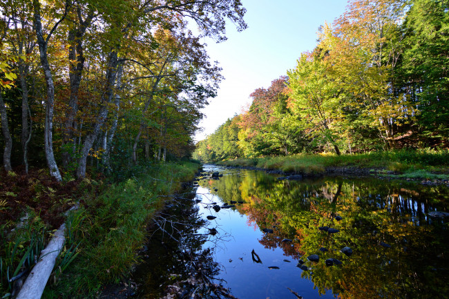 Обои картинки фото природа, реки, озера, лес, река