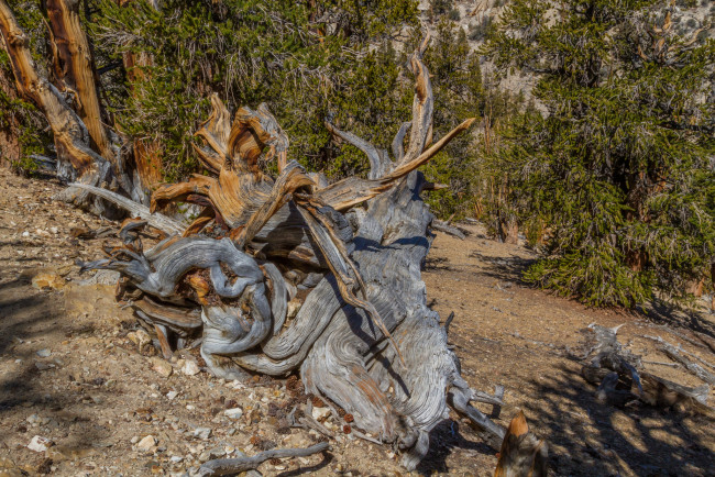 Обои картинки фото природа, лес, простор