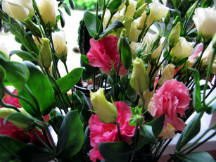 Картинка цветы эустома